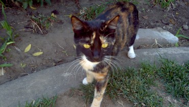 2012-09-30_mr_whiskers