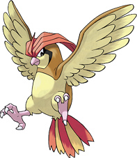 pidgeotto